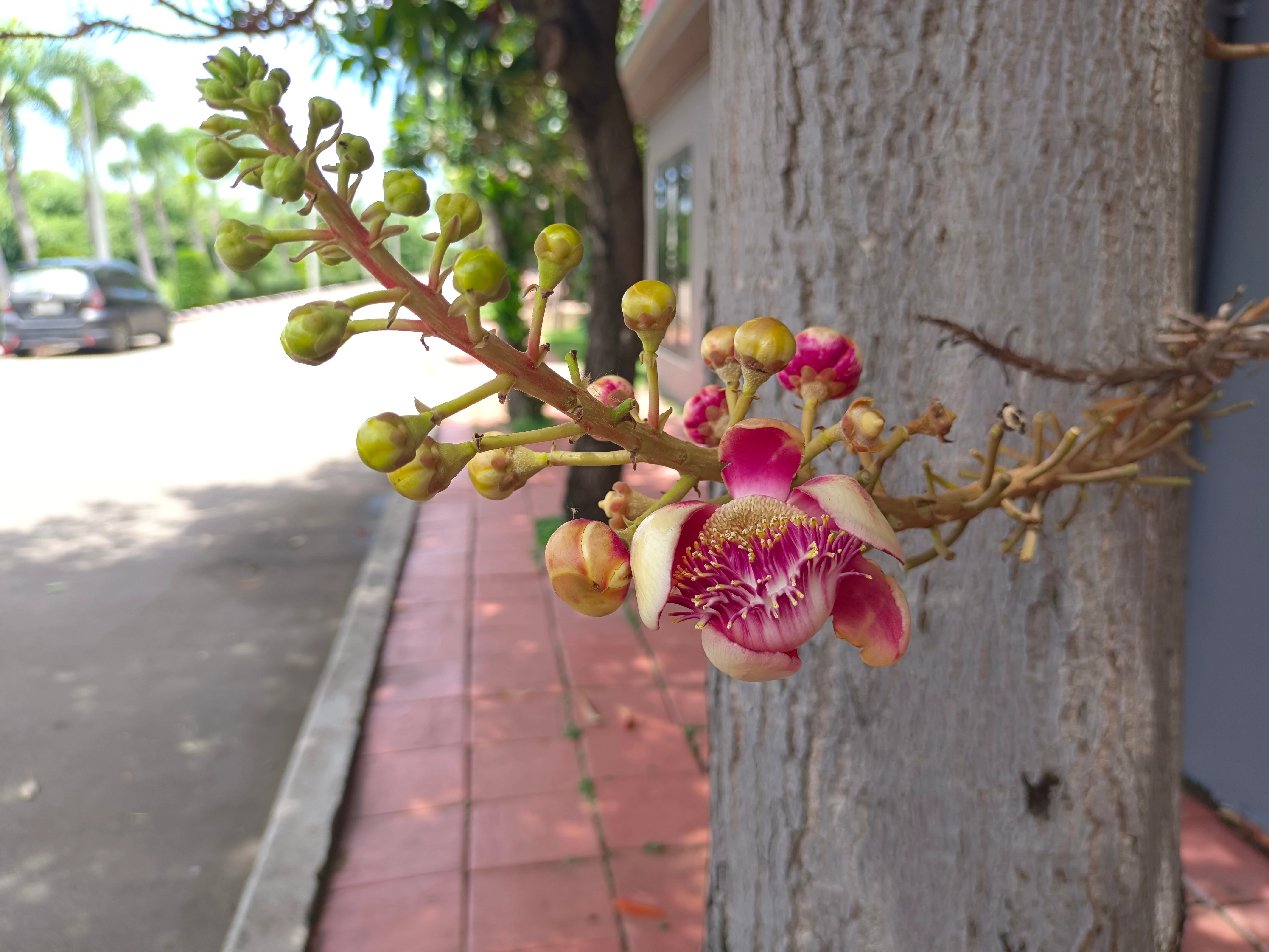 Shorea robusta (Sal Tree) Resin